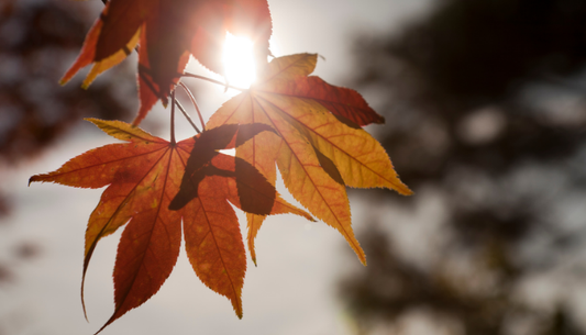 Herfst loslaat ritueel: Met kaars en schrijfopdracht
