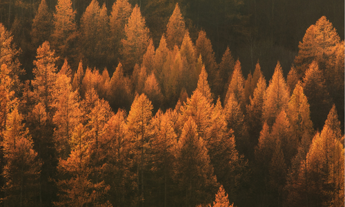 Ritueel van de maand November: Verstilling en innerlijke warmte.